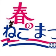 「本日限定!春のねこまつり開催中♪」04/21(水) 11:08 | やんちゃな子猫日本橋店のお得なニュース