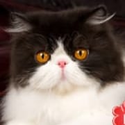 「爆乳奥様出勤です。」01/09(水) 18:03 | プリティメイドのお得なニュース