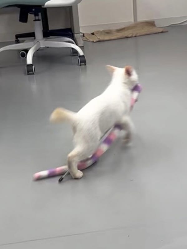しろすけ【受付ネコ】