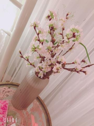 「桜が溢れる...」01/18(火) 19:49 | 櫻子の写メ日記