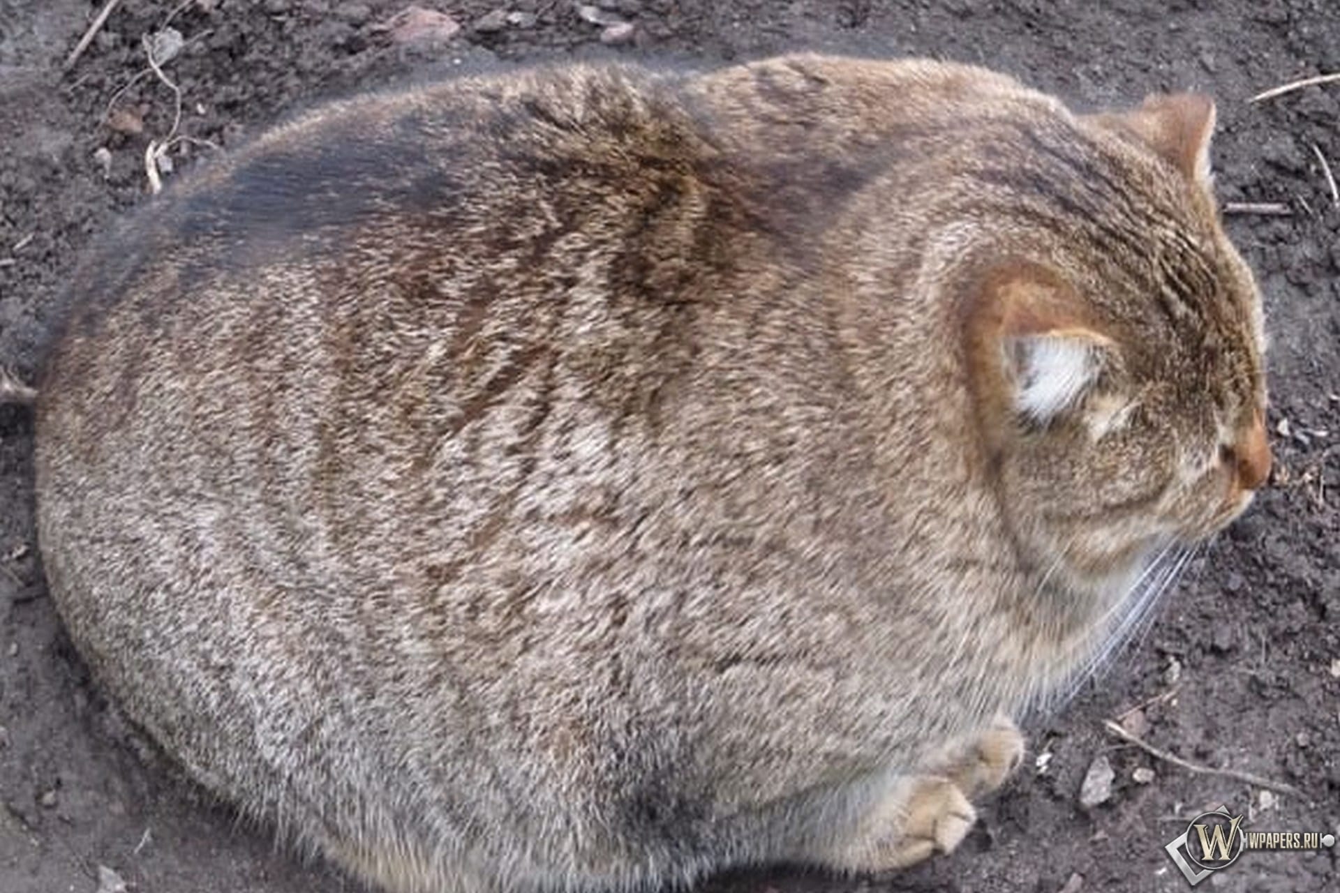 「でぶねこ♡」03/24(土) 09:49 | みやびの写メ・風俗動画