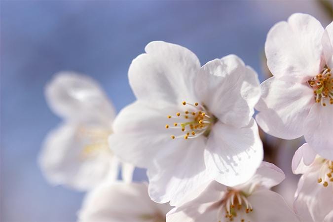 「桜かな❓」03/28(月) 16:44 | れみの写メ日記