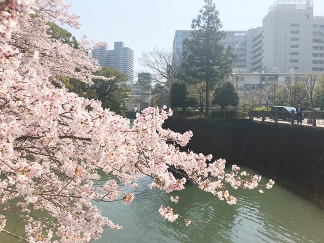 「お花見☆みゆ」04/03(火) 13:29 | みゆの写メ・風俗動画
