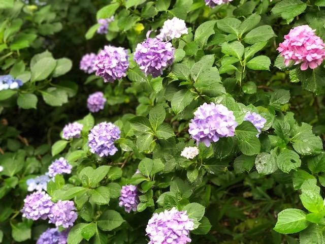 「13日お礼日記!」06/15(金) 23:52 | くれあの写メ・風俗動画