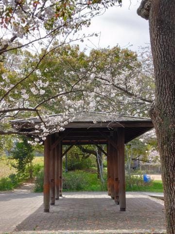 「桜を見て来ました」03/27(月) 21:41 | 赤坂麗来の写メ