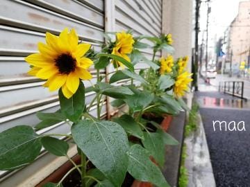 「ひまわり!!」06/23(土) 19:11 | まあの写メ・風俗動画