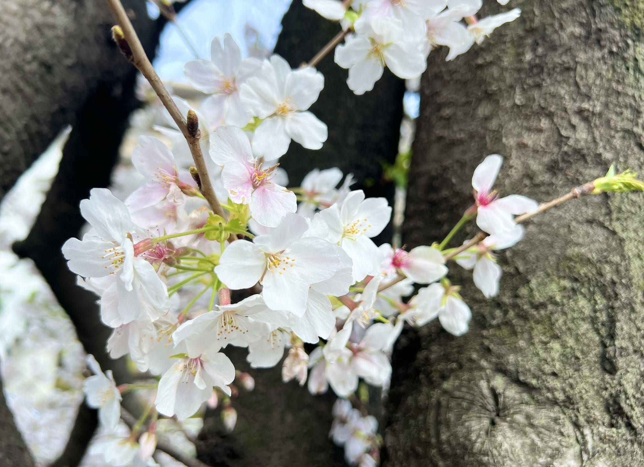 加藤 まなか|恵比寿・目黒メンズエステの最新写メ日記