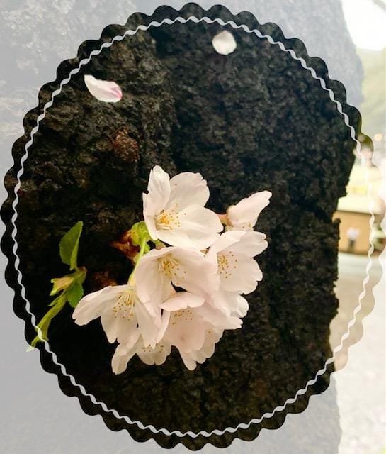 「もう４月！」04/01(土) 19:58 | No.26:山田の写メ