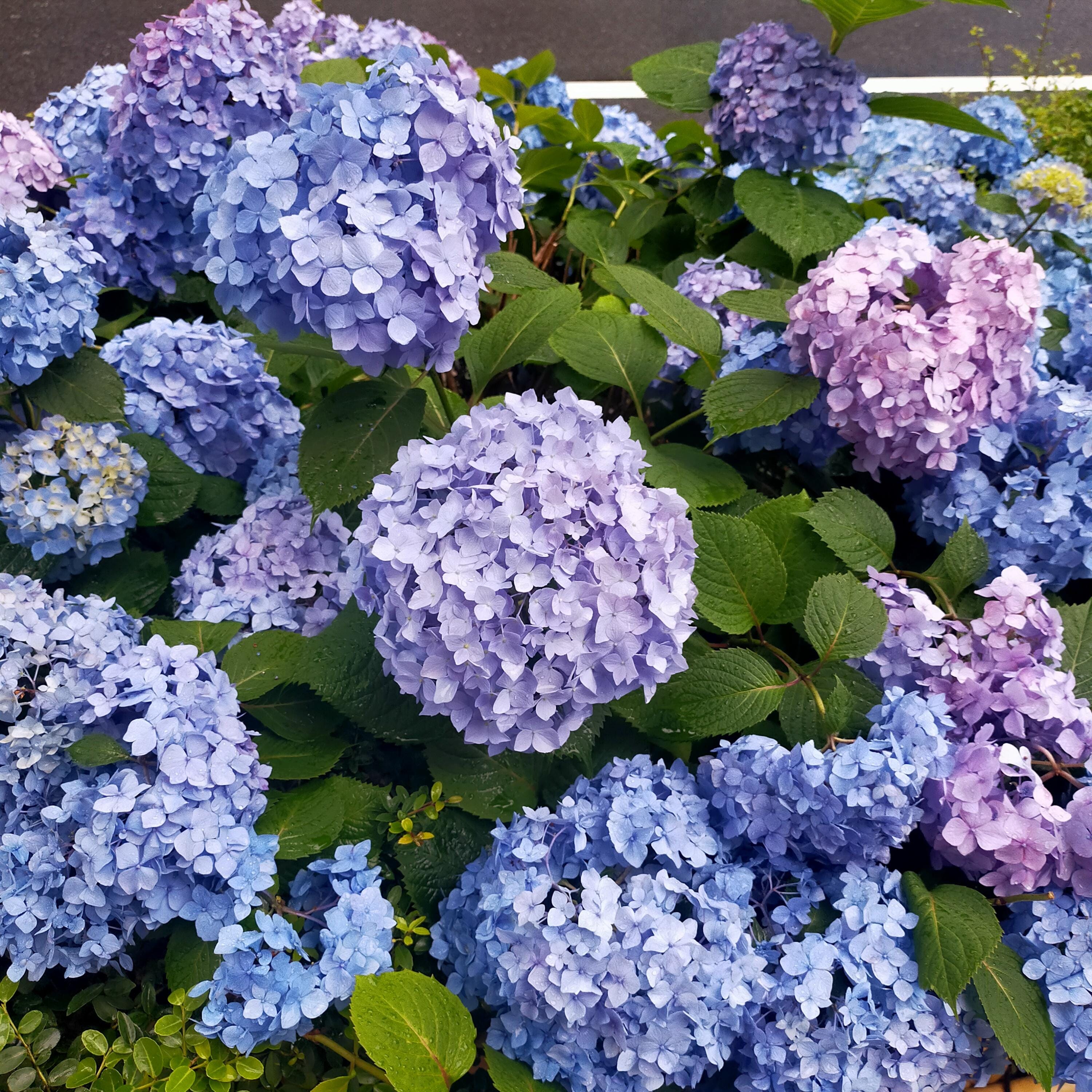 「紫陽花の様に」05/29(月) 20:21 | 星野 綾香の写メ