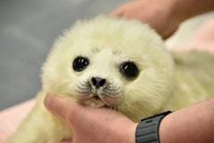 「ココア心愛(о´∀28日(木)13時からお問い合わせください」09/27(水) 12:00 | ココアの写メ