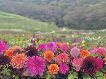 体験 F [N]  |高知県その他風俗の最新写メ日記