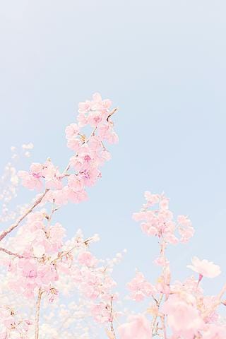 花|鶯谷ホテヘルの最新写メ日記