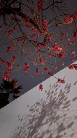 「今日の終わりに夜桜を…」03/05(火) 03:31 | 御来屋 風花の写メ日記