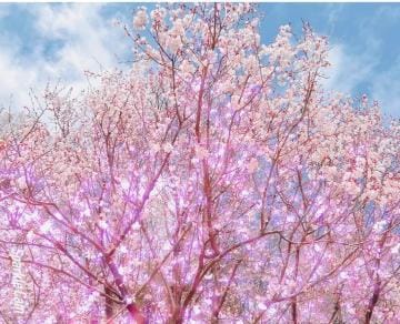 「桜」03/11(月) 04:30 | 広末えれなの写メ日記