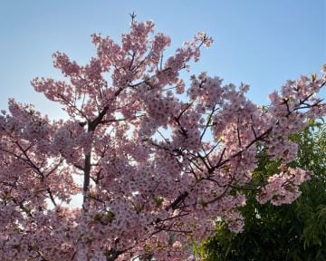 「」03/27(水) 21:35 | 小橋　若葉の写メ日記