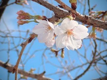 「桜始開」03/28(木) 16:21 | 恵梨(えり)の写メ