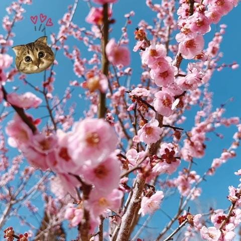 「春を見つけた」03/28(木) 19:55 | りかの写メ日記