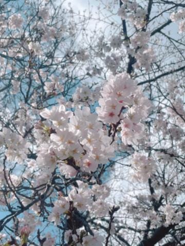 「桜ちゃん」03/29(金) 10:00 | らんかの写メ日記