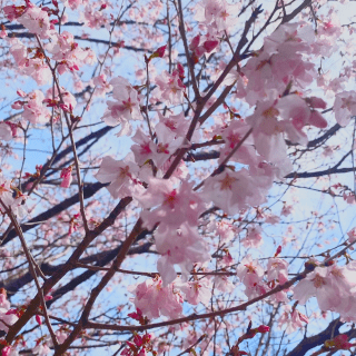 「春」03/29(金) 12:57 | あみ/スレンダーボディの美人セラの写メ