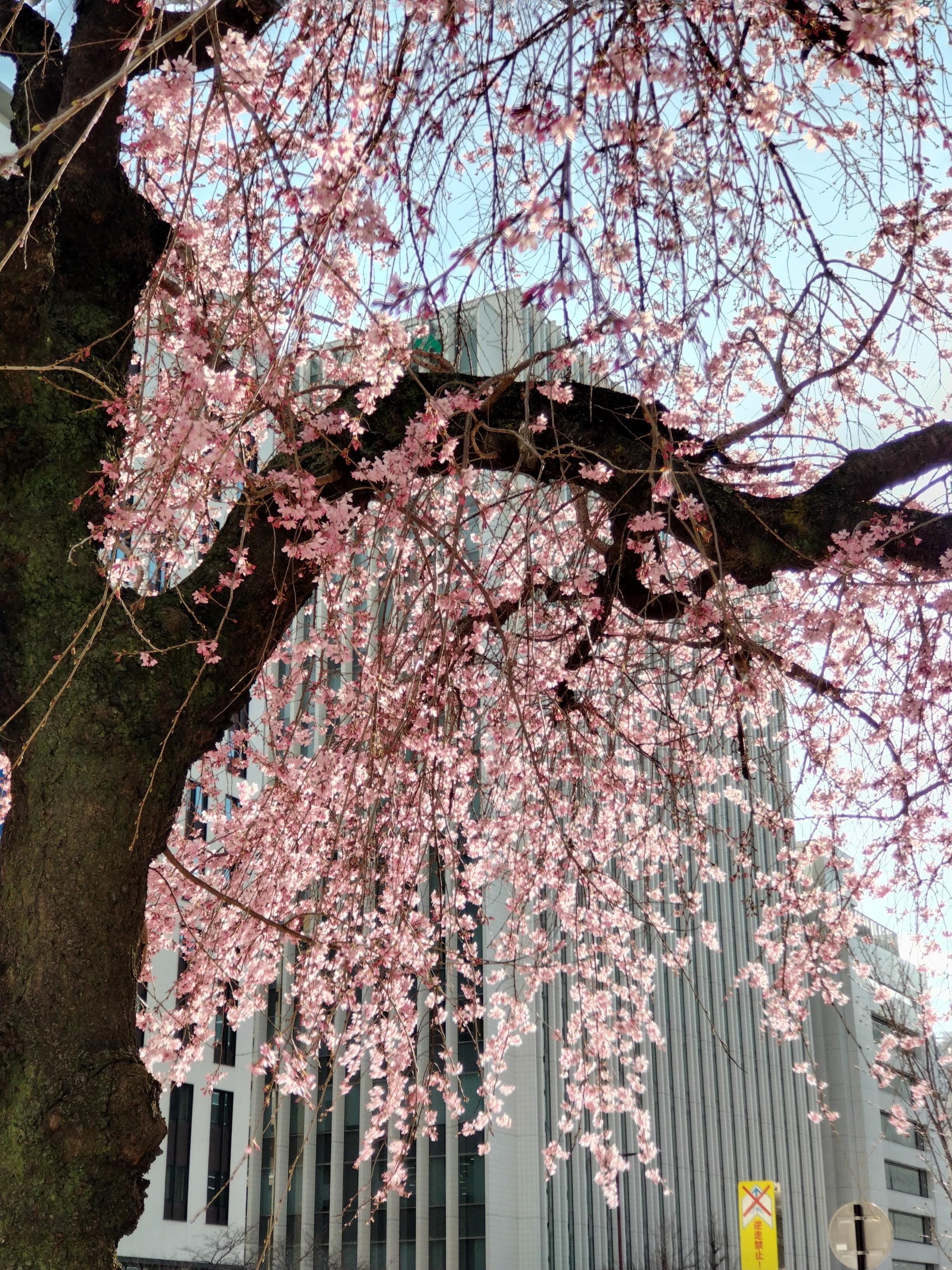 「桜」03/29(金) 16:19 | おぐの写メ
