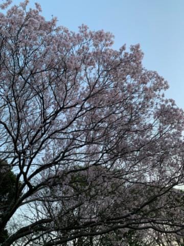 「桜が咲きました」03/29(金) 18:12 | 岩井　くるみの写メ日記