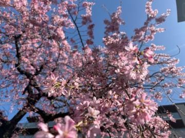 「近所の枝垂桜も咲いてきました」03/30(土) 09:58 | あみの写メ日記