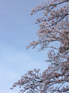 「春だね〜ˊᵕˋ」03/30(土) 12:49 | なこの写メ日記