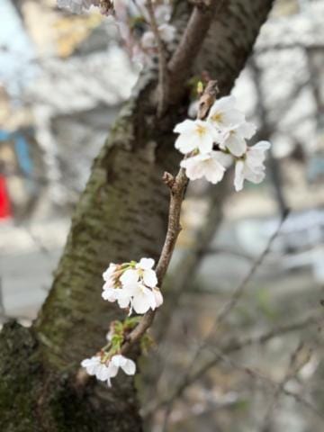 「住んでるところの桜咲いたよ」03/30(土) 20:36 | 神楽（かぐら）の写メ日記