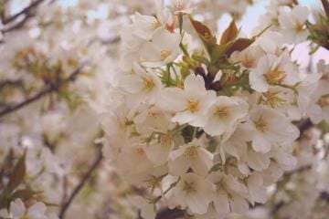 「春ですね」03/31(日) 14:21 | のぞみ☆想像以上の可愛さの写メ日記