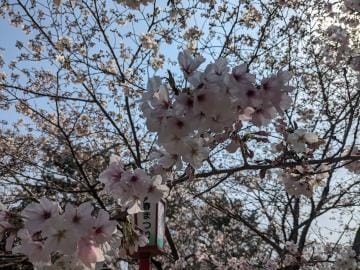 「桜が綺麗でした」03/31(日) 21:34 | 二宮さやかの写メ日記