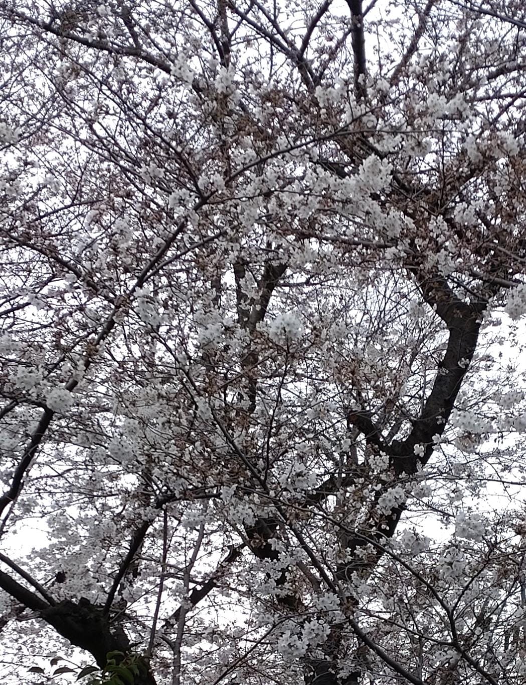 「咲いた咲いた桜が咲いた」04/03(水) 11:48 | 青島の写メ日記