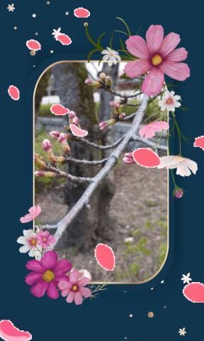 「桜開花」04/03(水) 20:16 | あおいの写メ日記