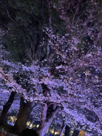 「桜」04/04(木) 00:28 | つかさの写メ日記