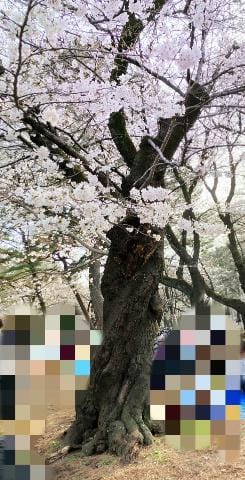 「春満喫」04/04(木) 19:01 | 有咲/ありさの写メ日記