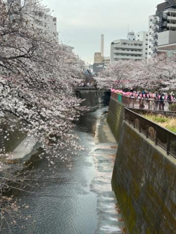 「桜満開」04/04(木) 21:31 | えりなの写メ日記