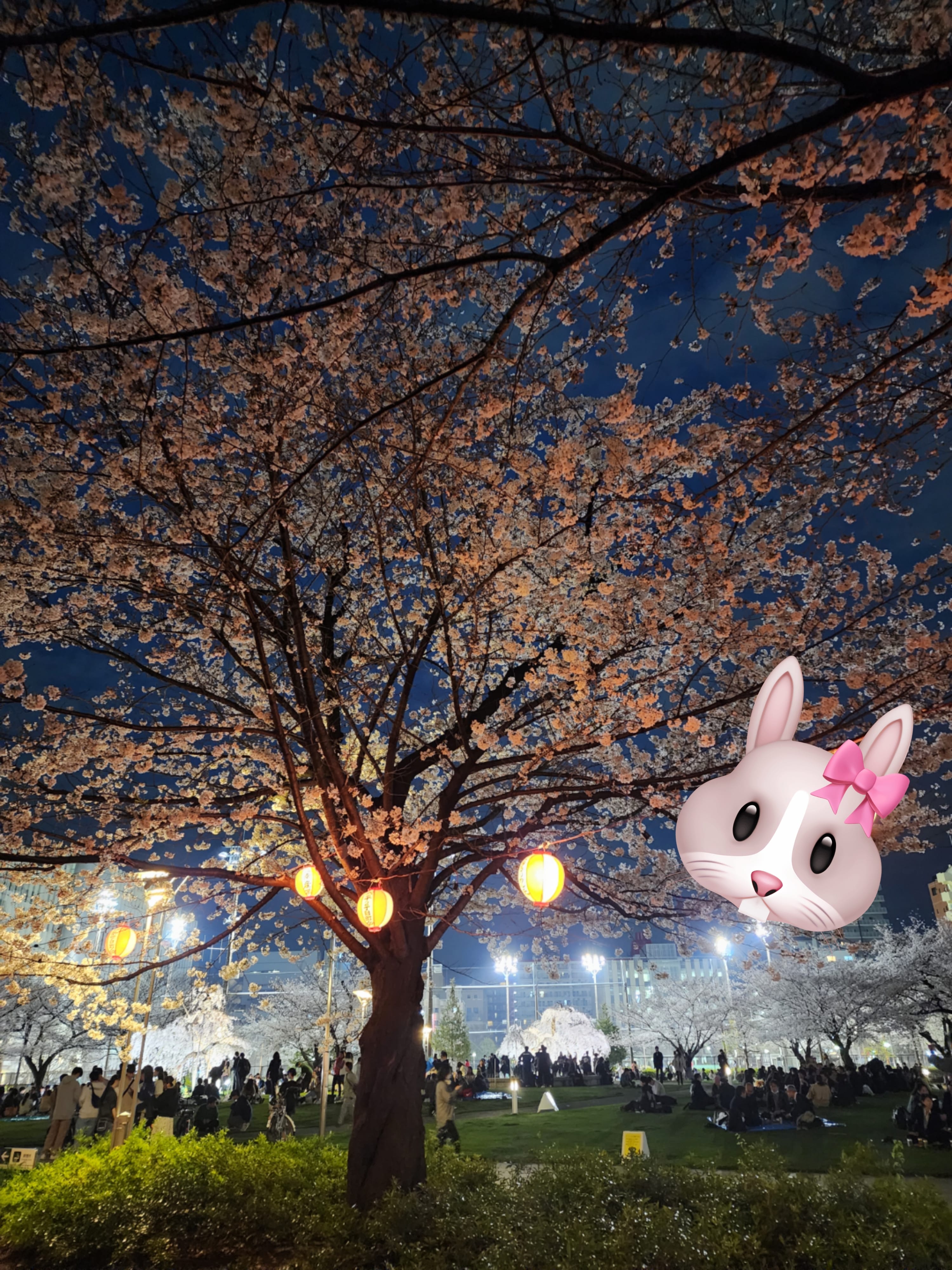 「夜桜～(о´∀`о)」04/05(金) 06:38 | なぎさの写メ日記