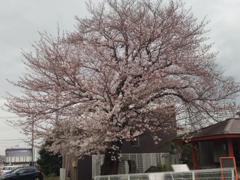 「完熟ばなな川崎店ふじよです　桜も咲いていることですし」04/05(金) 10:38 | ふじよの写メ日記