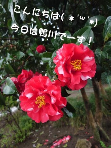 「椿の花(✿・ω・)」04/05(金) 11:26 | かがりの写メ日記
