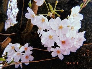 「桜の咲く頃と言いま」04/05(金) 12:09 | あゆかの写メ