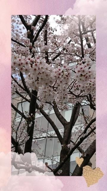 「桜」04/05(金) 12:17 | 真白ひなたの写メ日記