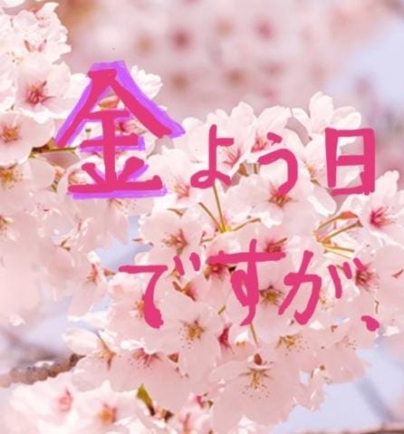 「満開の桜☆金曜日ですが...」04/05(金) 12:26 | 富水優の写メ日記