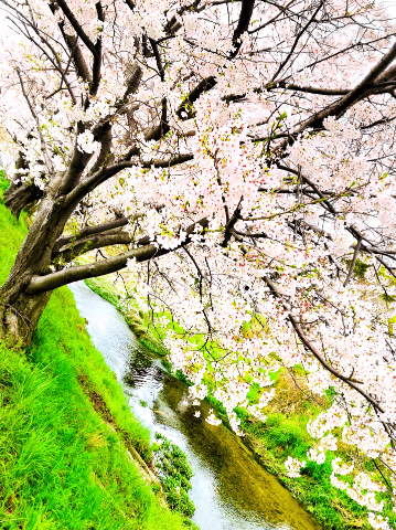 「桜ー！」04/05(金) 13:05 | ゆうの写メ日記