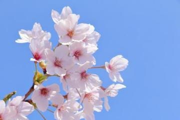 「桜がみれるのは」04/05(金) 13:07 | ちあきの写メ日記