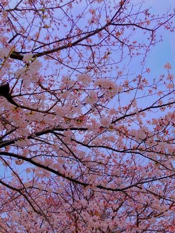 「桜」04/06(土) 06:42 | 水希 れいなの写メ日記