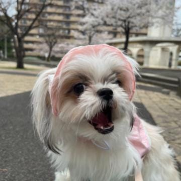 「桜好きすぎてずっと見れるな」04/06(土) 09:12 | ののの写メ日記