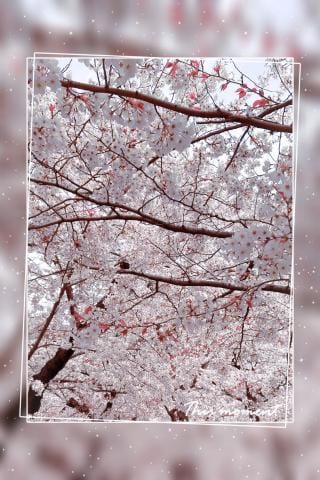 「桜」04/06(土) 17:03 | 鈴坂 唯の写メ日記