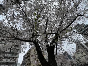 「錦糸町の桜♡」04/06(土) 19:23 | 秋月ゆきのの写メ日記