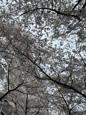 「桜満開ですね」04/06(土) 21:49 | えみりの写メ日記