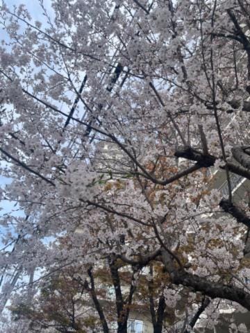 「桜」04/07(日) 09:00 | 加藤ゆいなの写メ日記