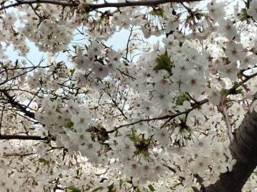 「桜満開」04/07(日) 13:33 | 江川（えがわ）の写メ日記